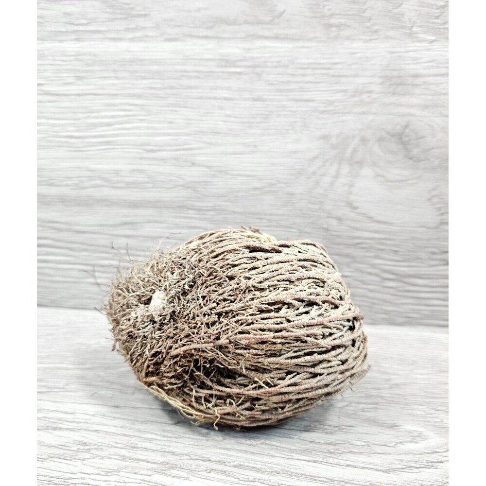 Rose Of Jericho Resurrection Flower Plant Blessing Spirituality Herbs Therapy